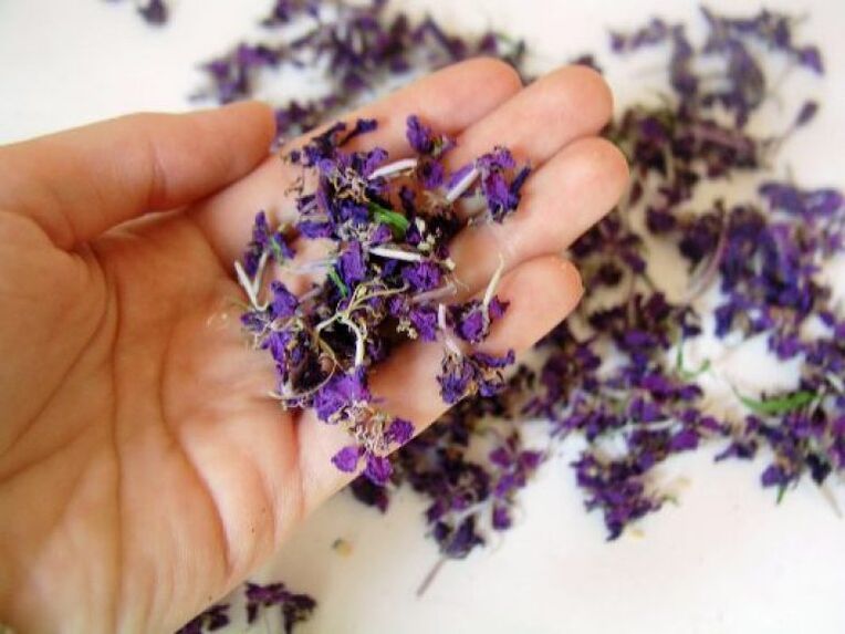 Medicinal products are prepared from dried fireweed flowers. 