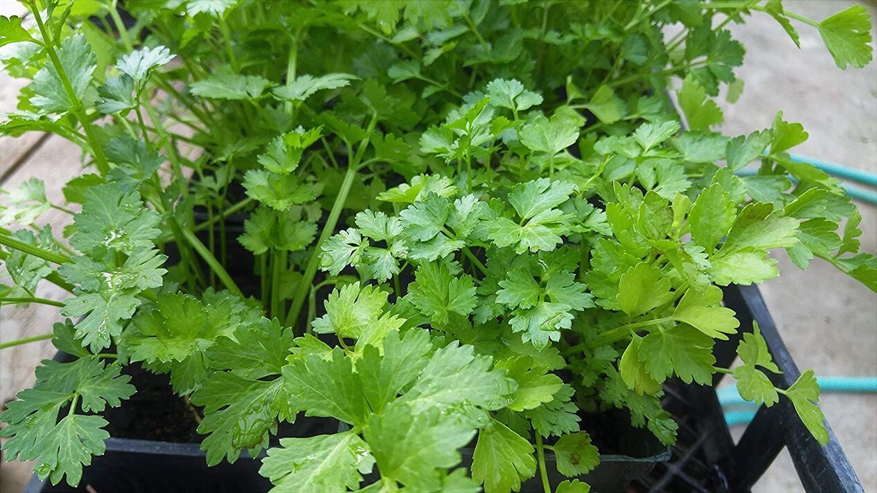 parsley for strength